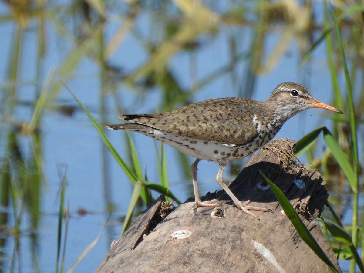 Spotted Sandpiper - ML637505147