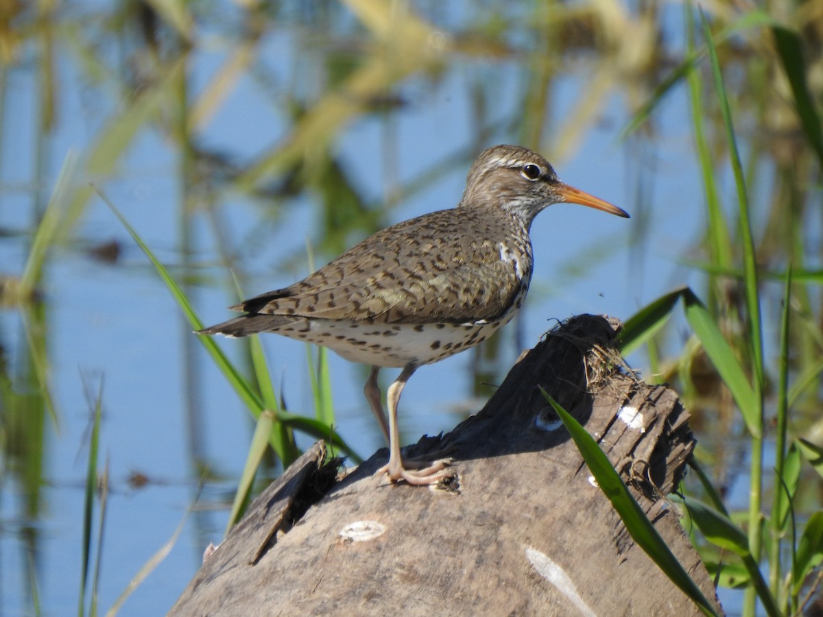 Spotted Sandpiper - ML637505148