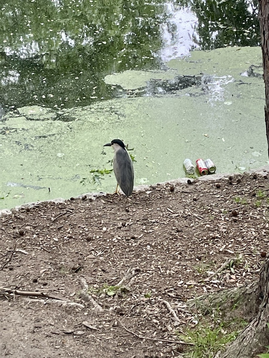 Black-crowned Night Heron - ML637505156