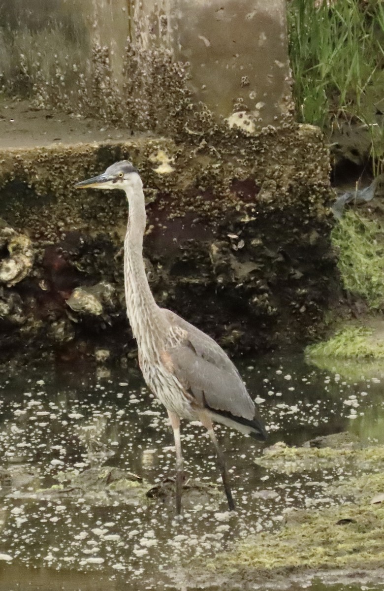 Great Blue Heron - ML637505159