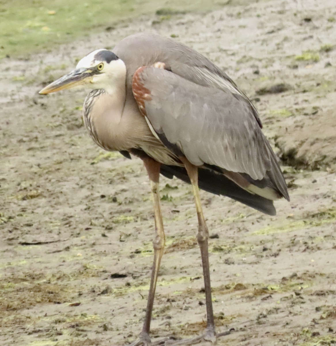 Great Blue Heron - ML637505160