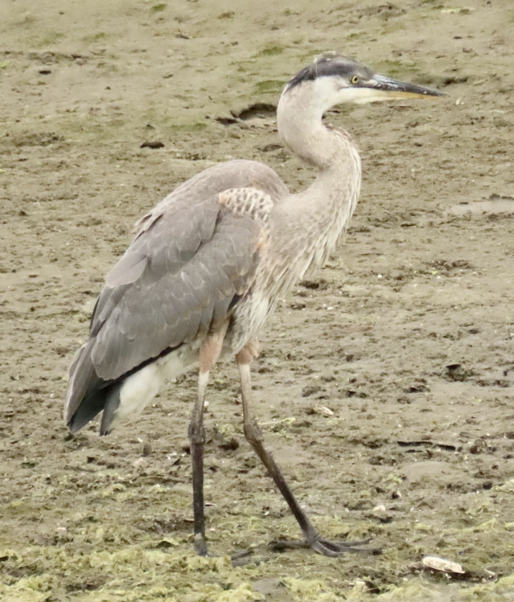 Great Blue Heron - ML637505161