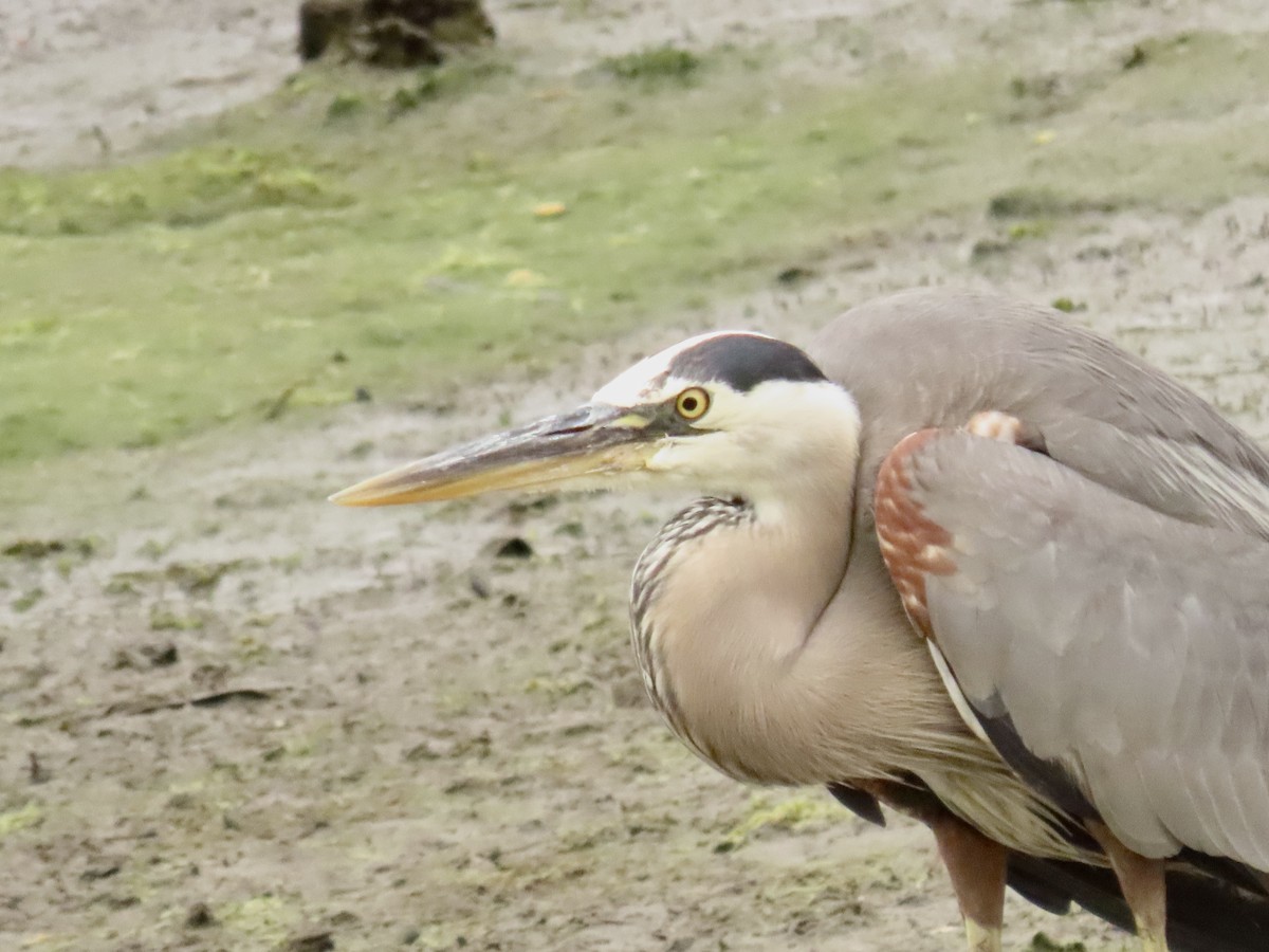 Great Blue Heron - ML637505162