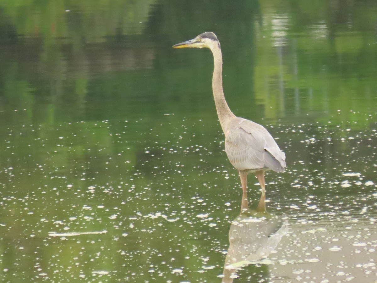 Great Blue Heron - ML637505164