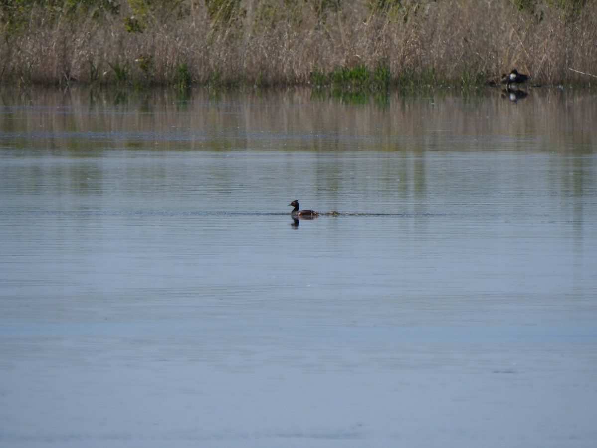 黑頸鸊鷉 - ML637505166