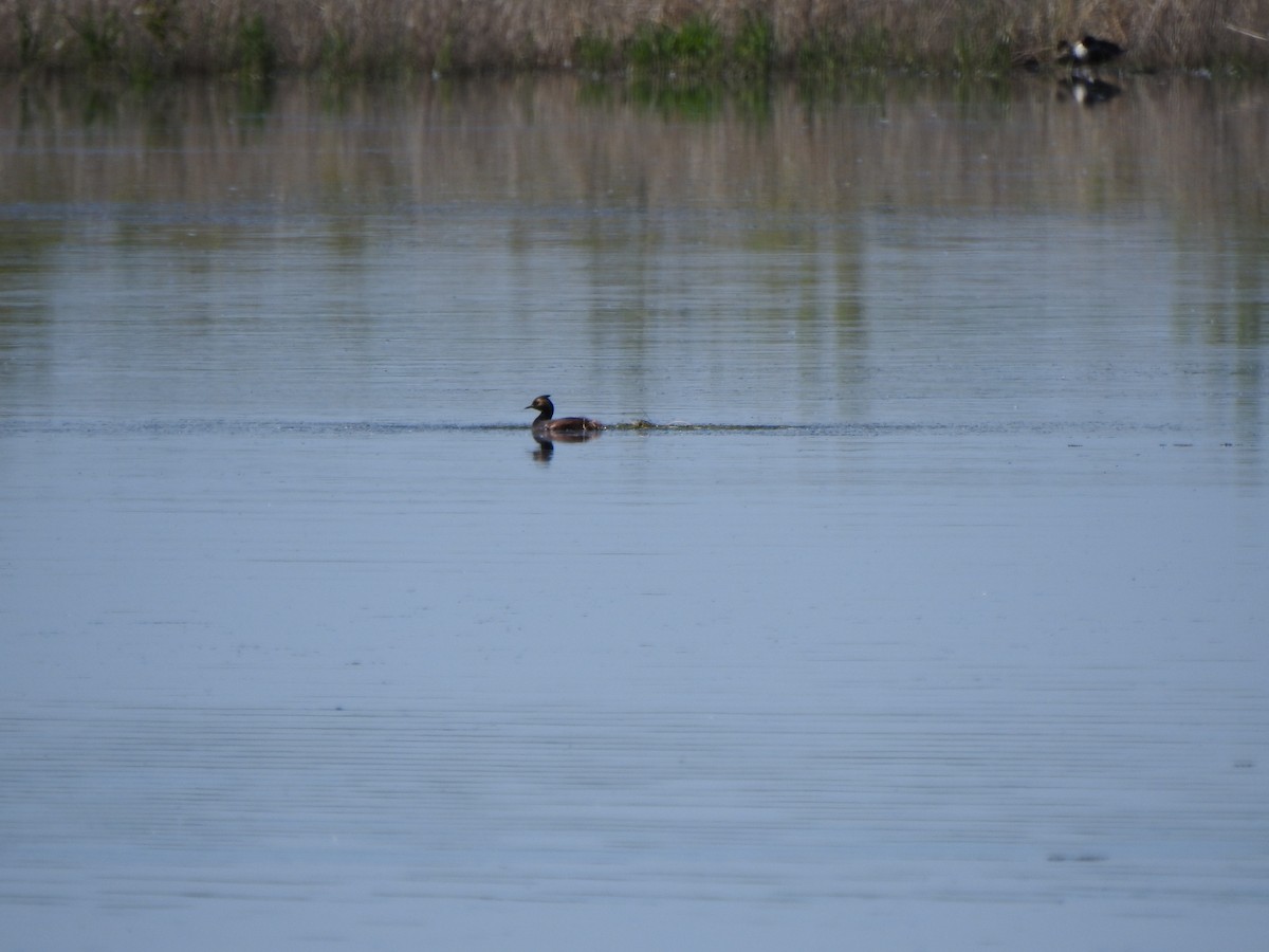 黑頸鸊鷉 - ML637505167