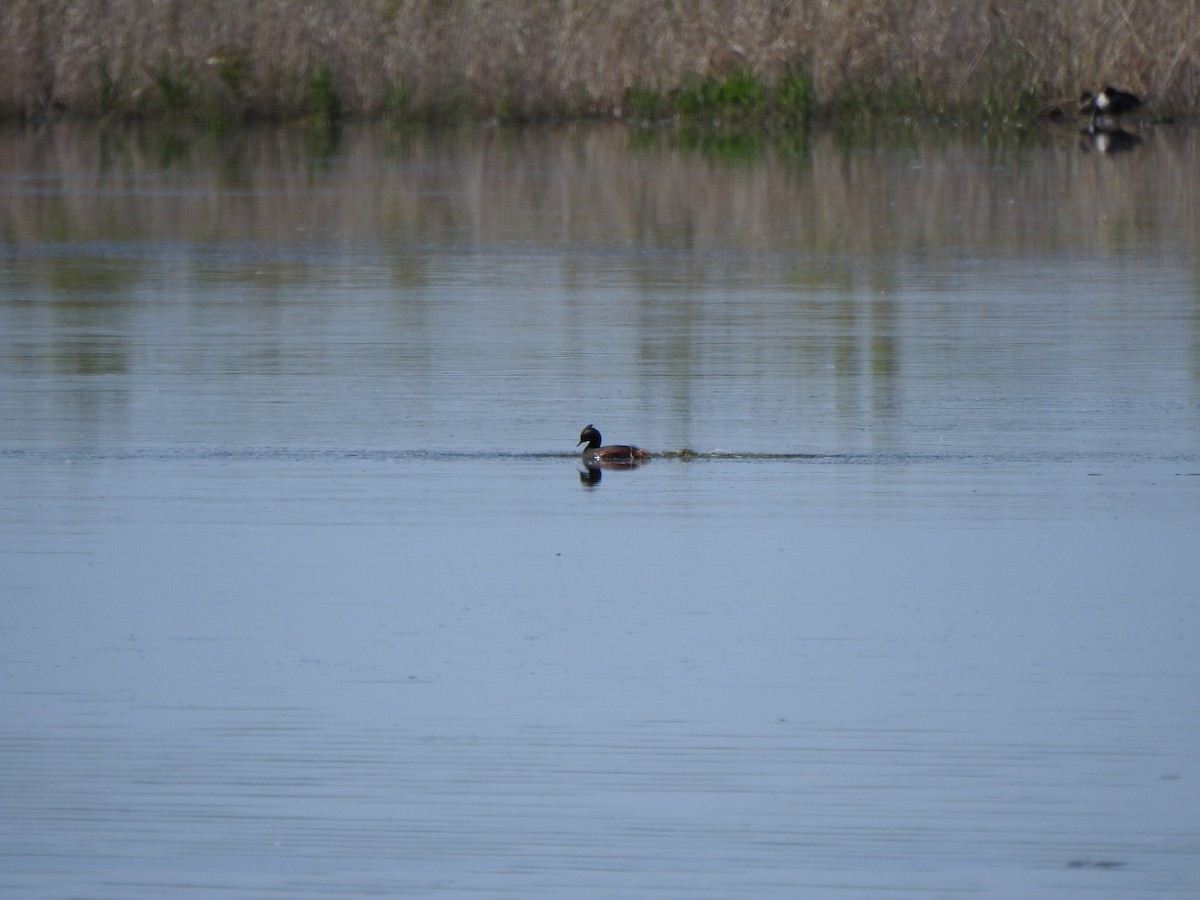 黑頸鸊鷉 - ML637505168