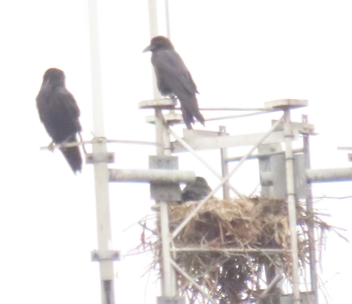 Common Raven - ML637505175