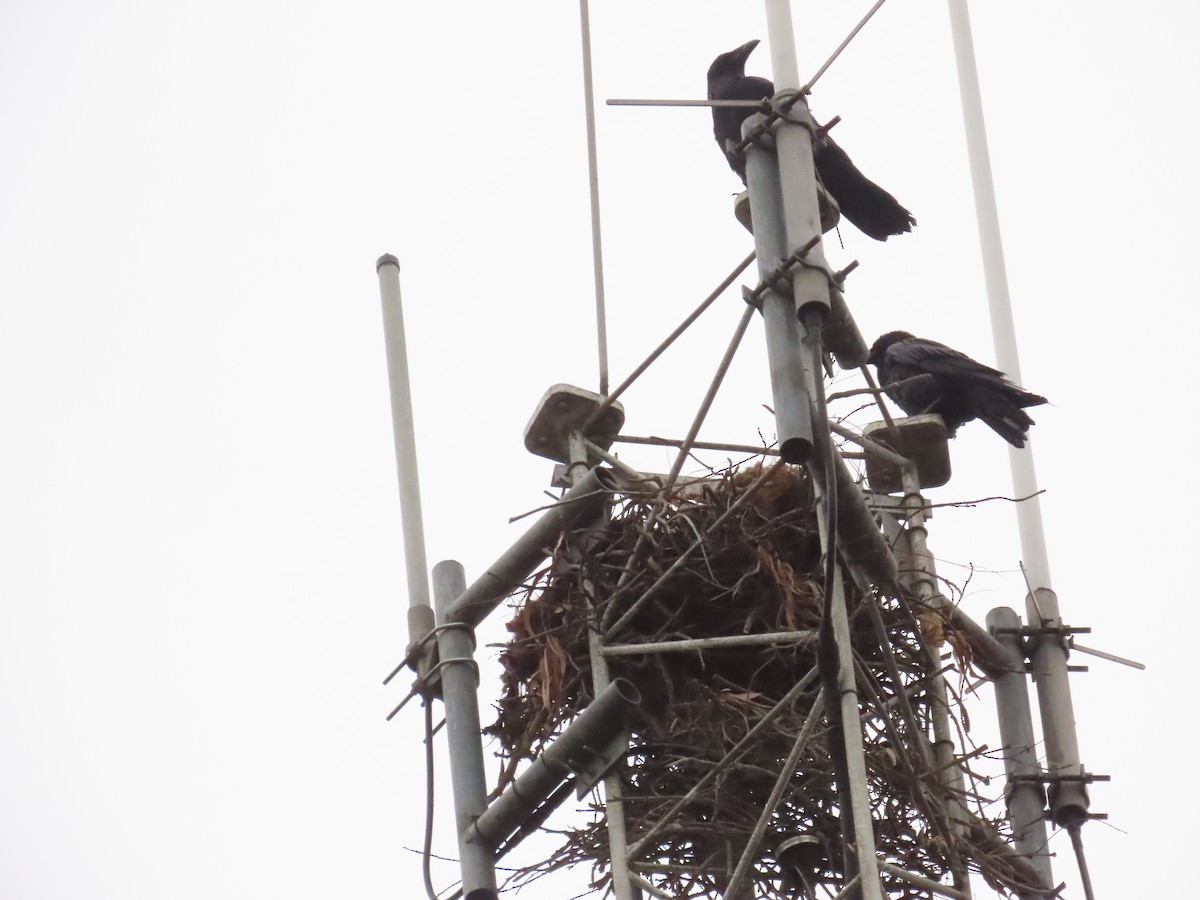Common Raven - ML637505176