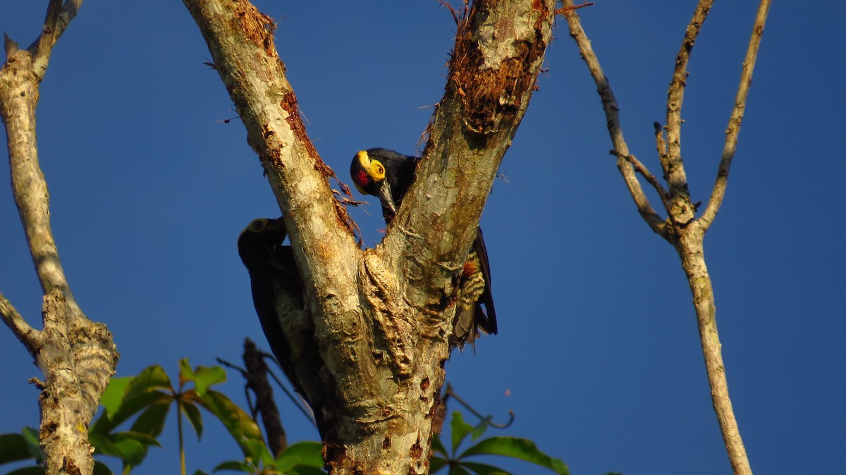 Yellow-tufted Woodpecker - Jorge Muñoz García   CAQUETA BIRDING