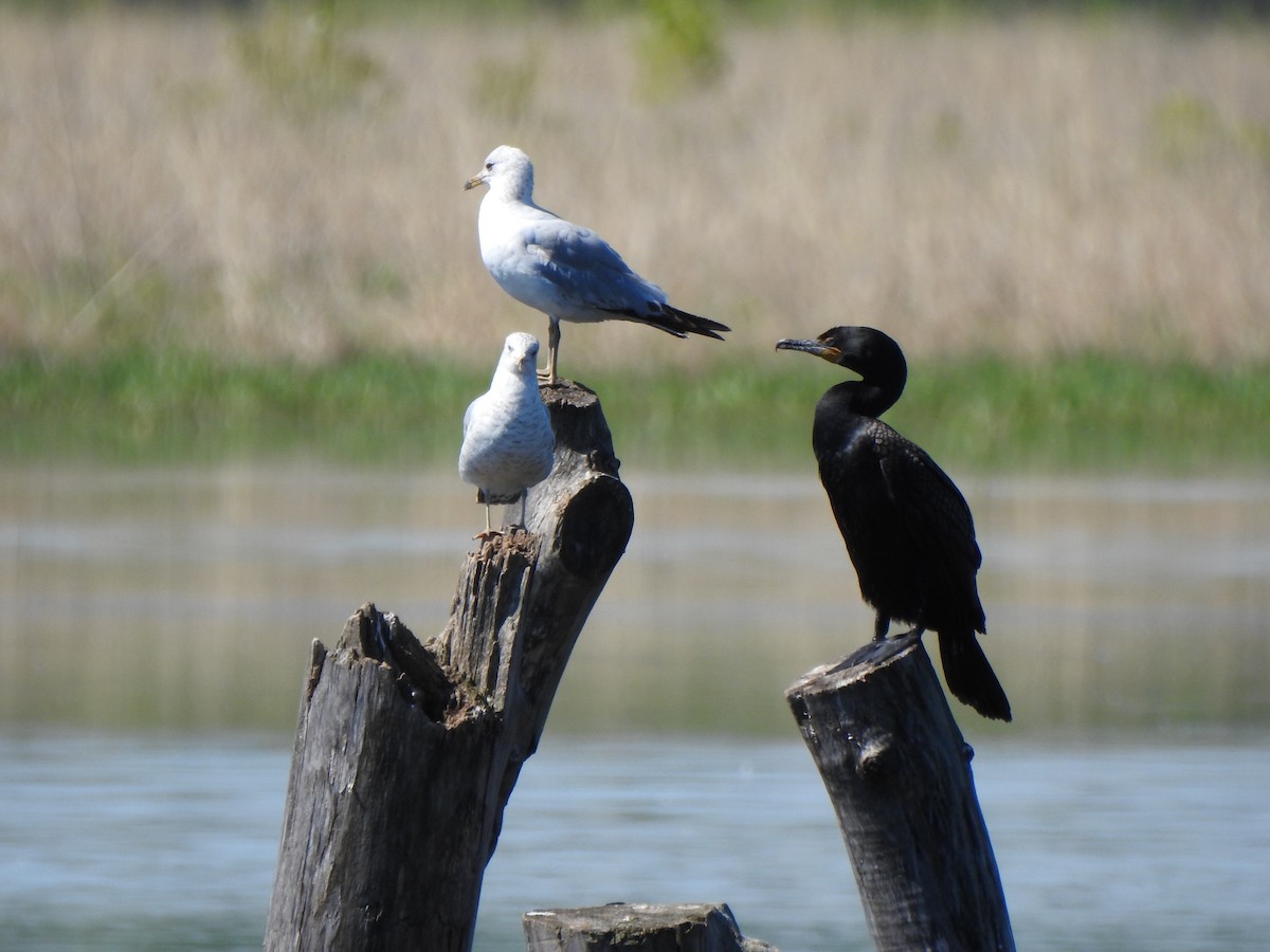 Double-crested Cormorant - ML637505222