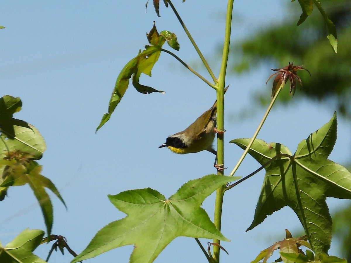Common Yellowthroat - ML637505275