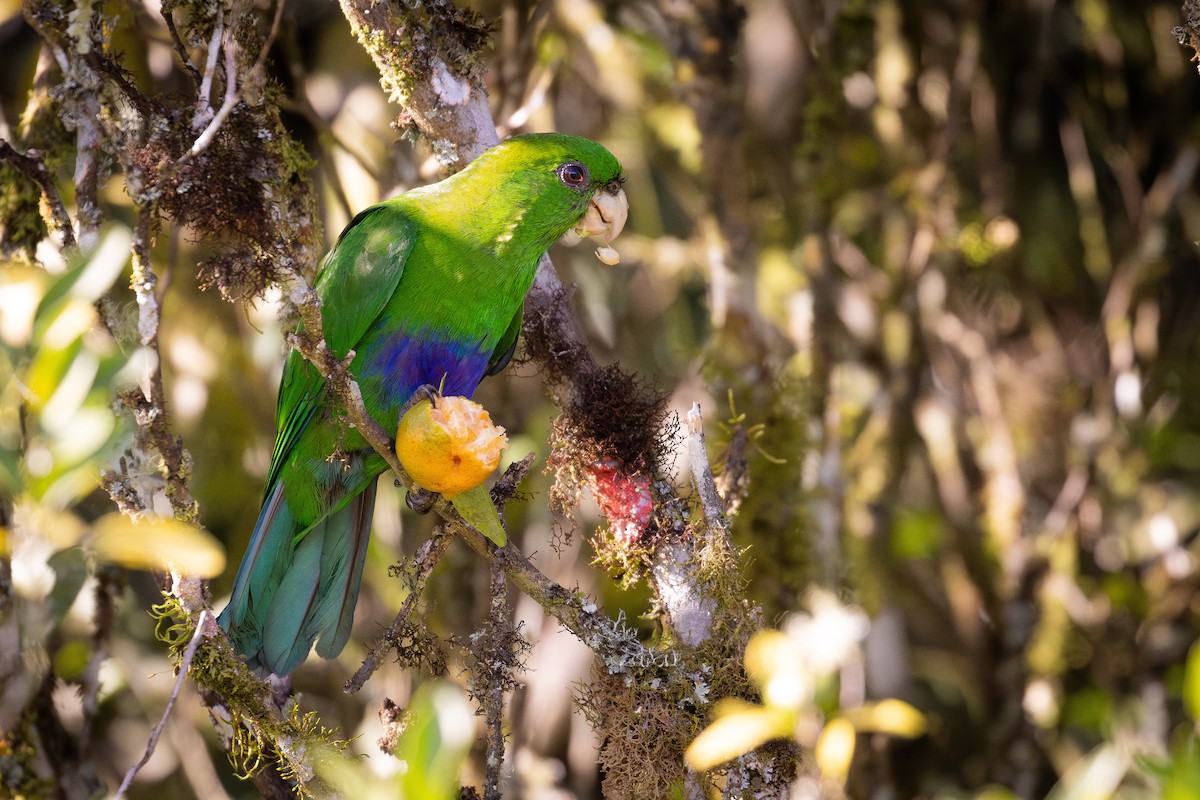 Blue-bellied Parrot - ML637505299