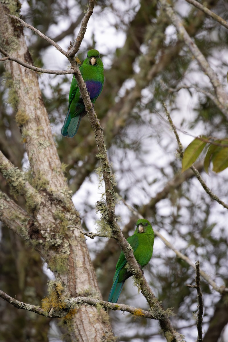 Blue-bellied Parrot - ML637505312