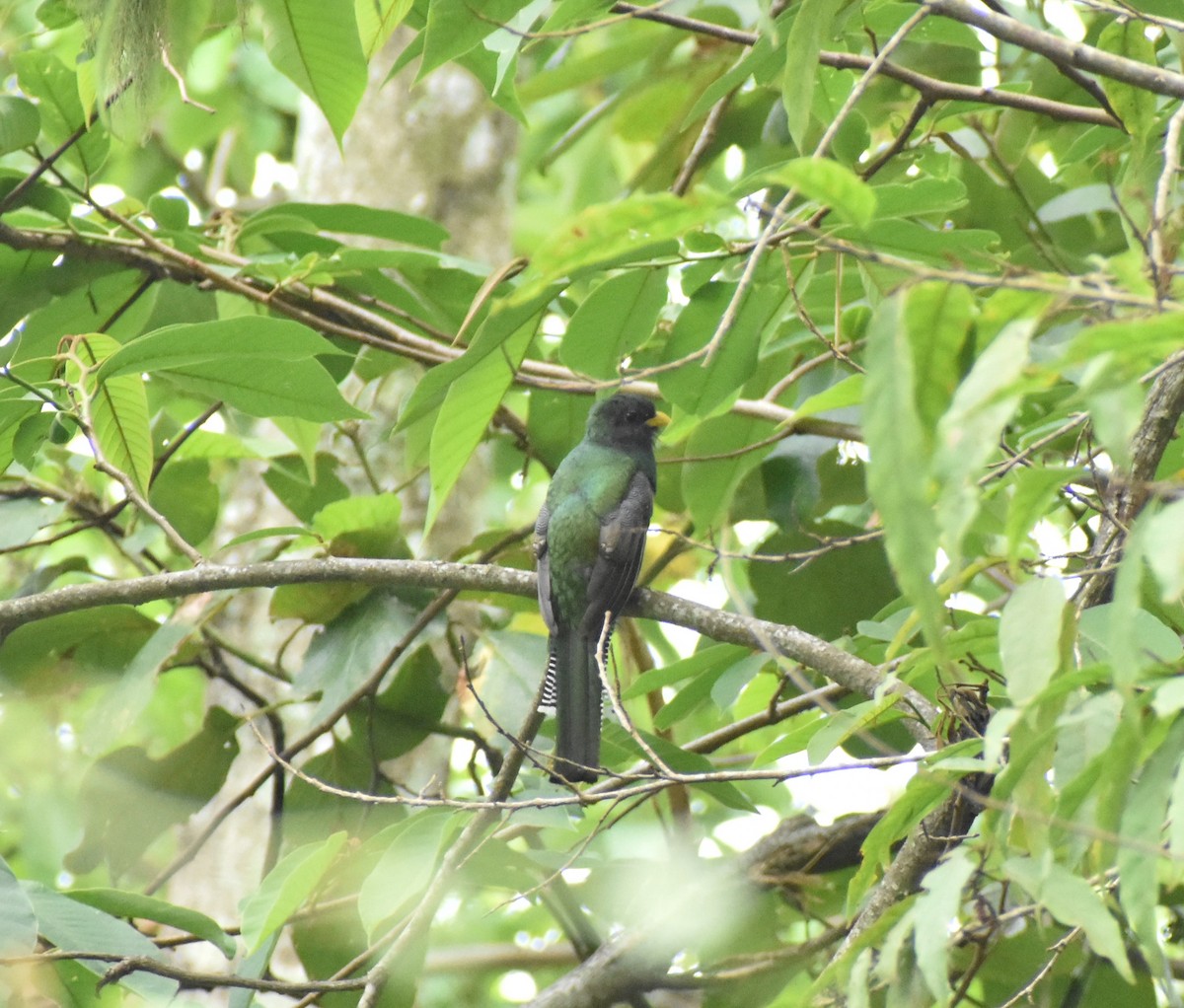 Collared Trogon - ML637505392