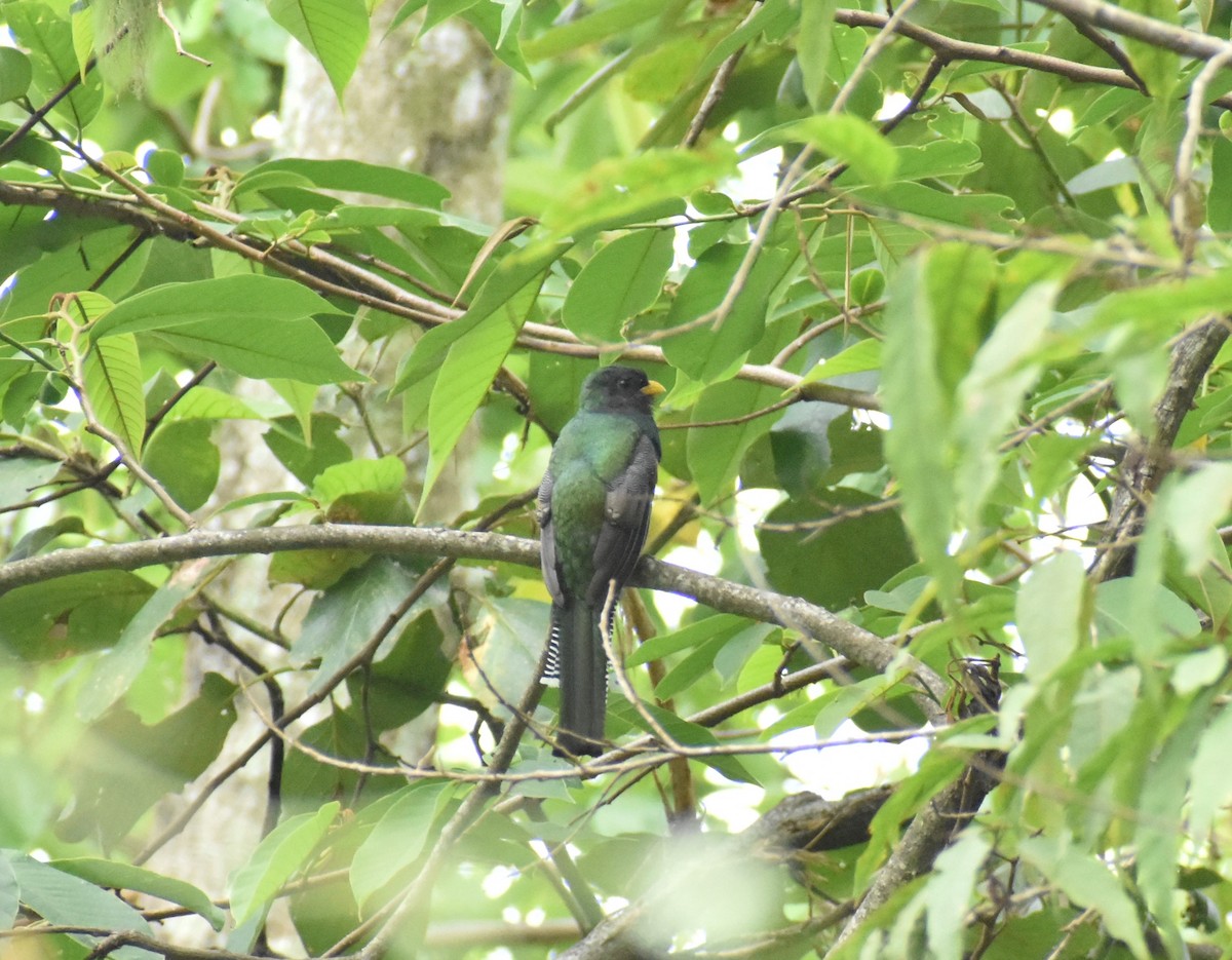 Collared Trogon - ML637505393