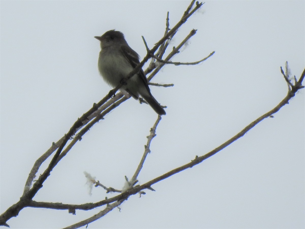 Willow Flycatcher - ML637505453