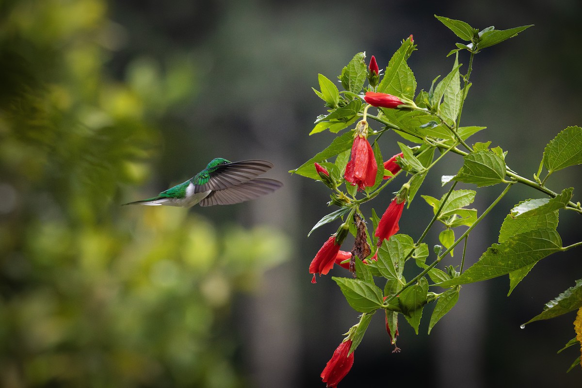 Black-eared Fairy - ML637505454