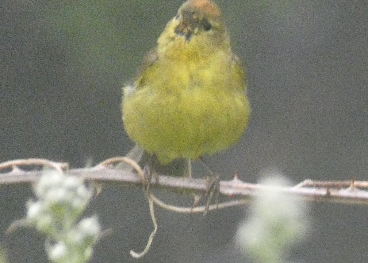 Orange-crowned Warbler - ML637505476