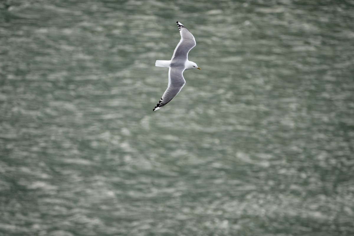 Short-billed Gull - ML637505486
