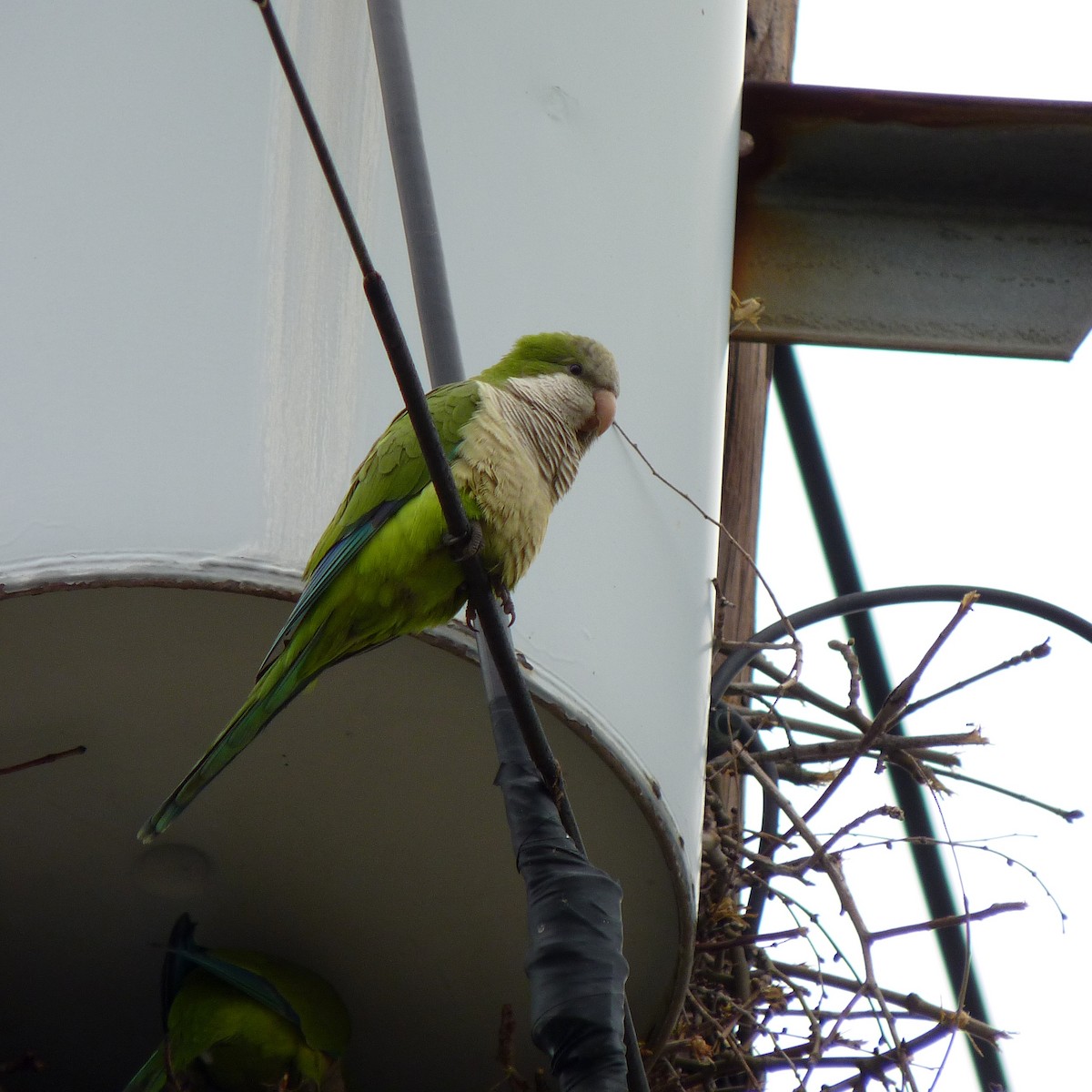 Monk Parakeet - ML63750551