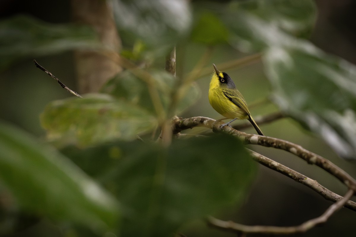 Gray-headed Tody-Flycatcher - ML637505530