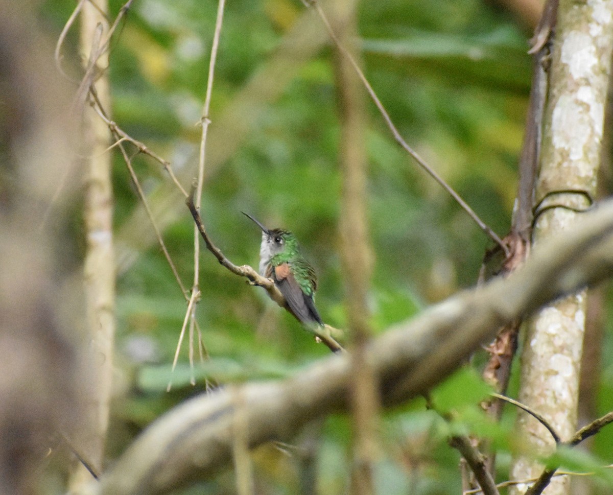 Blue-capped Hummingbird - ML637505657