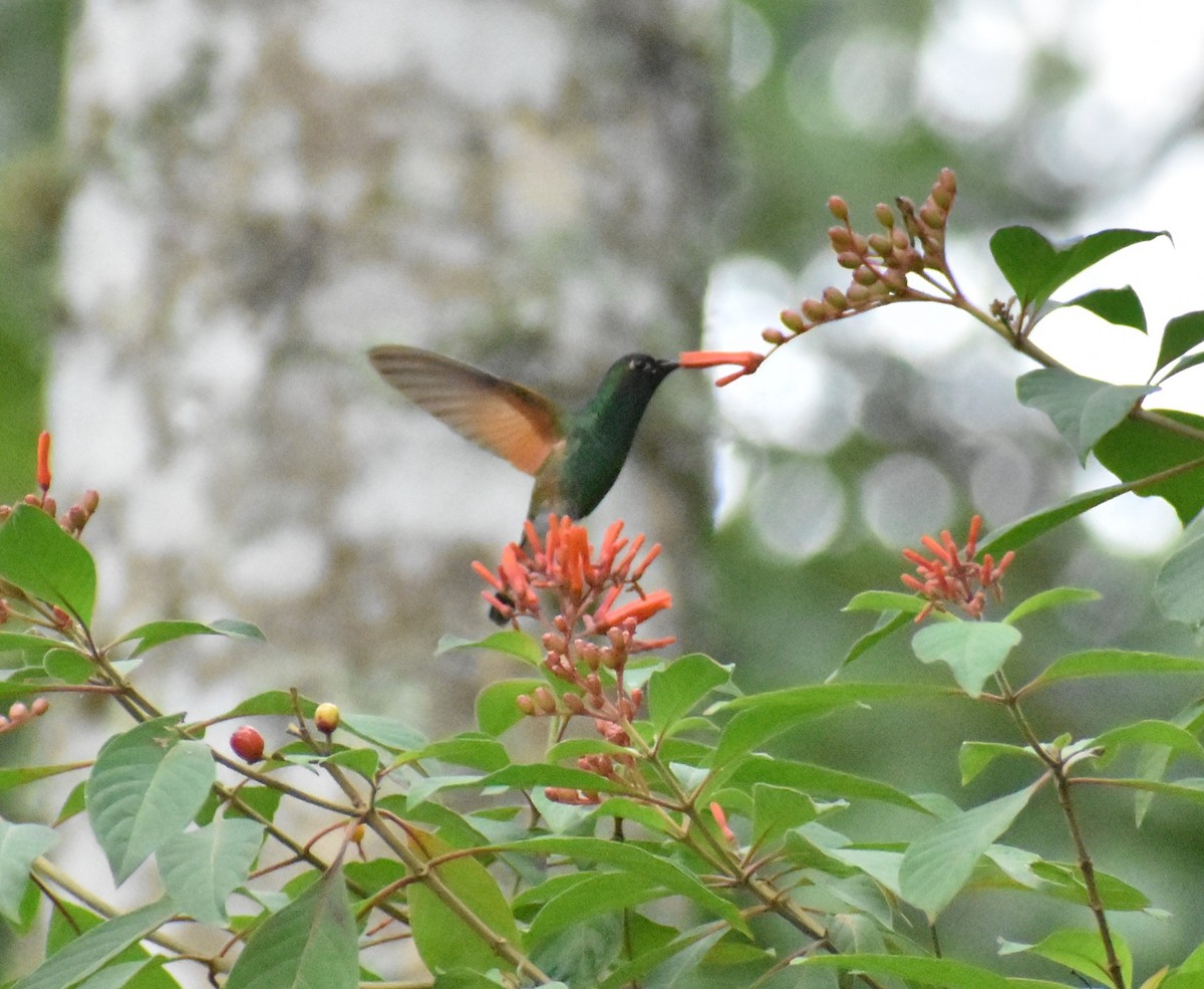 Blue-capped Hummingbird - ML637505664
