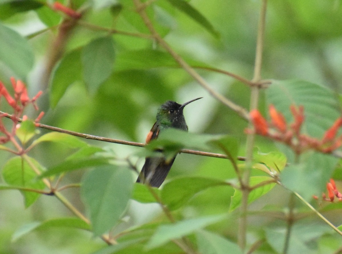 Blue-capped Hummingbird - ML637505687