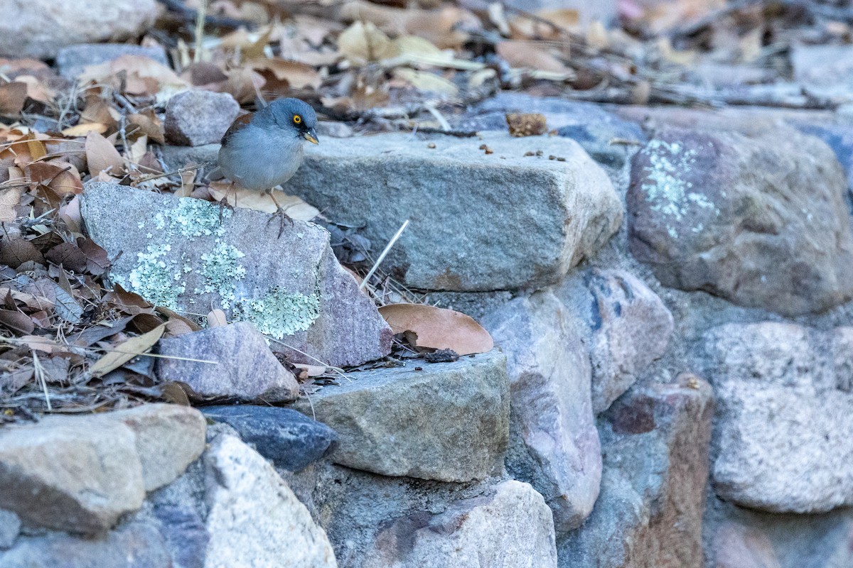 Yellow-eyed Junco - ML637505693