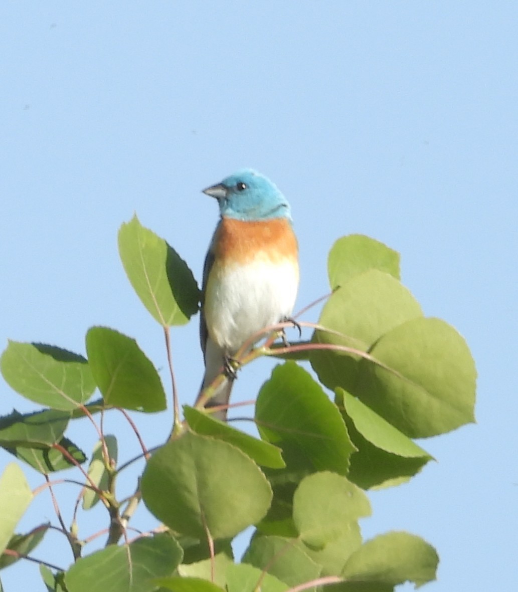Lazuli Bunting - ML637505694