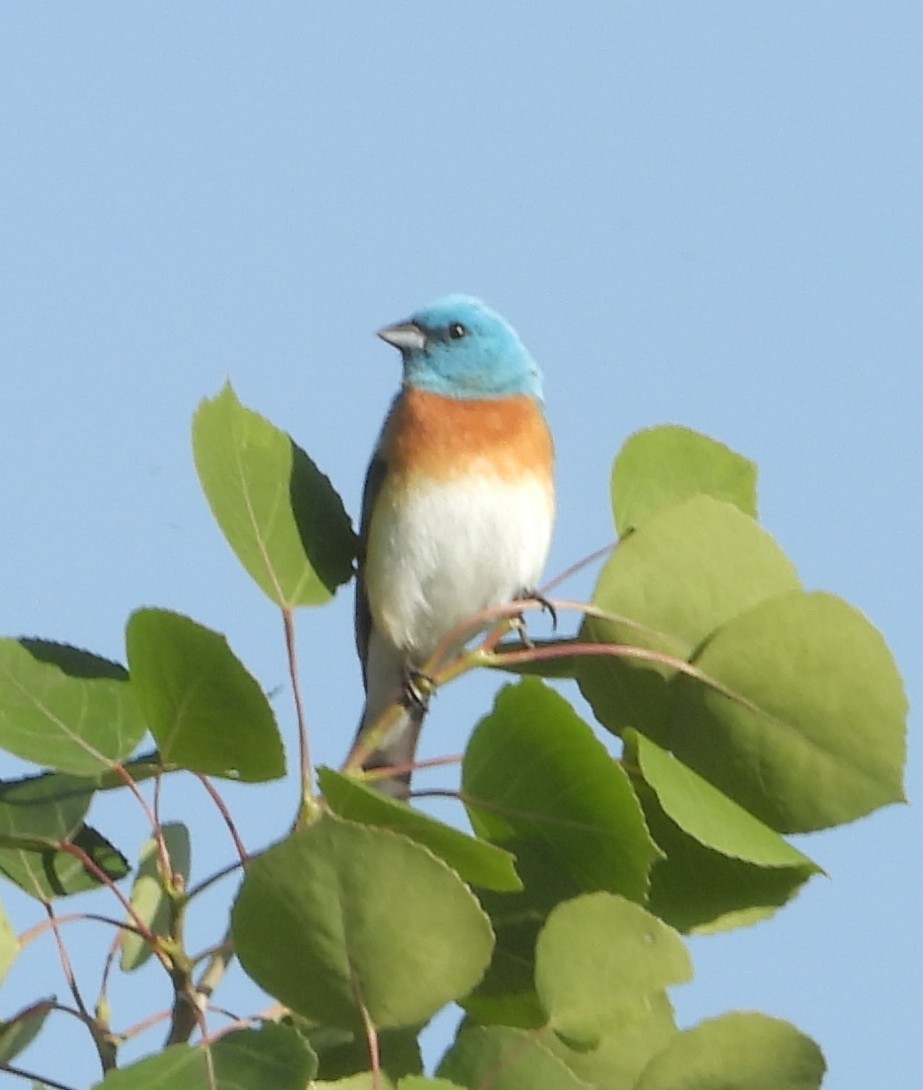 Lazuli Bunting - ML637505695