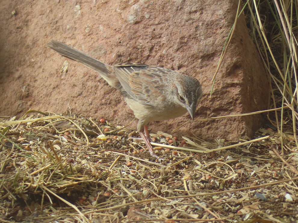 Botteri's Sparrow - ML637505702