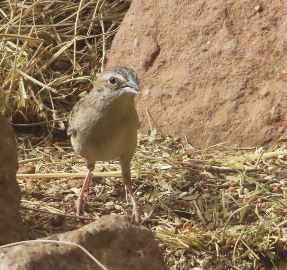 Botteri's Sparrow - ML637505703