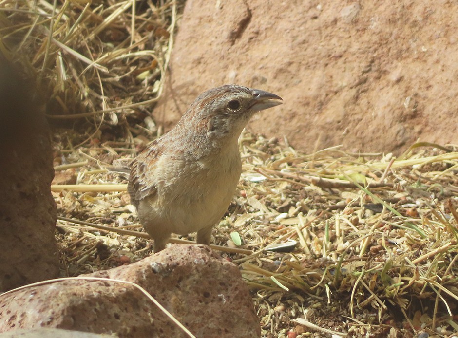 Botteri's Sparrow - ML637505704