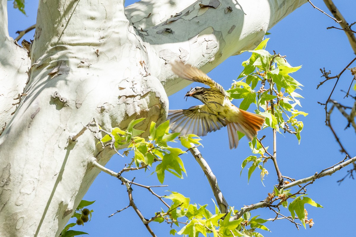 Sulphur-bellied Flycatcher - ML637505711