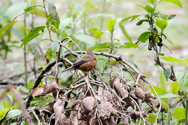 Gold-naped Finch - ML637505712