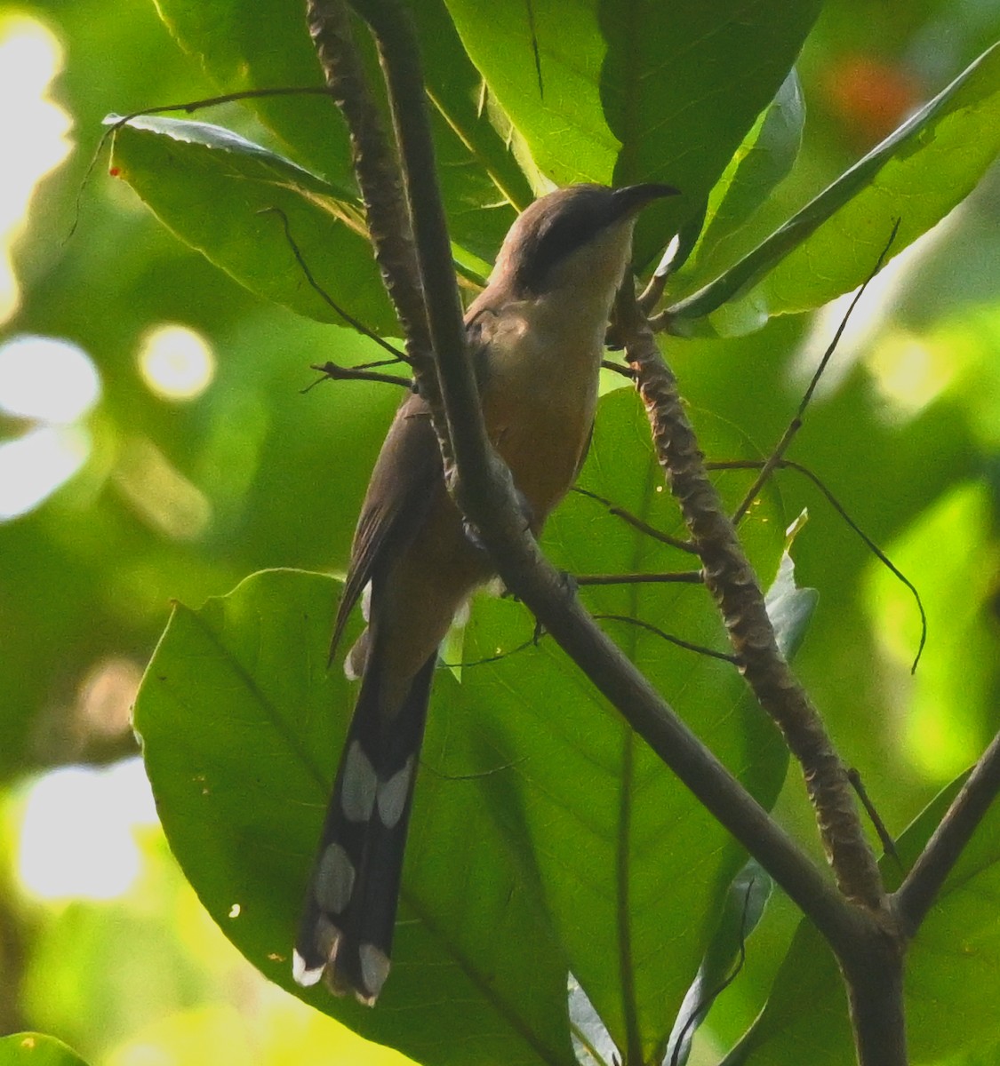 Mangrove Cuckoo - ML637505713