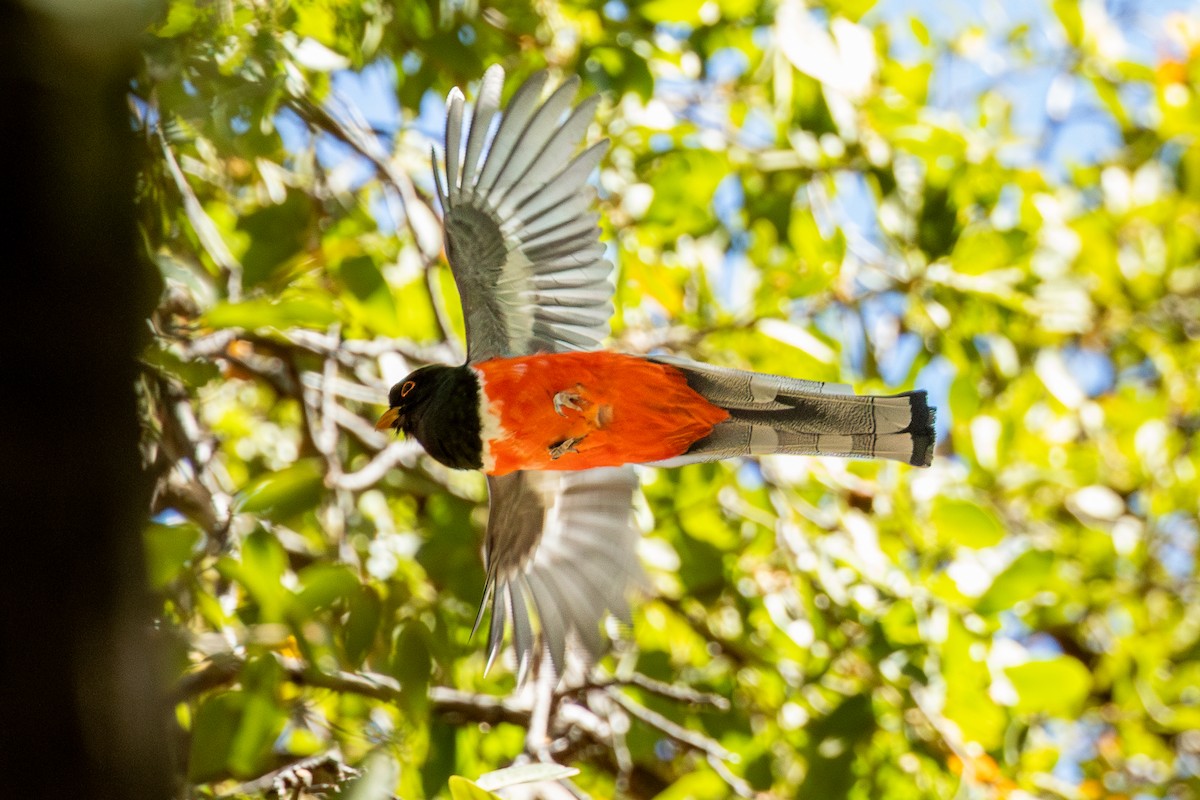 Elegant Trogon - ML637505718