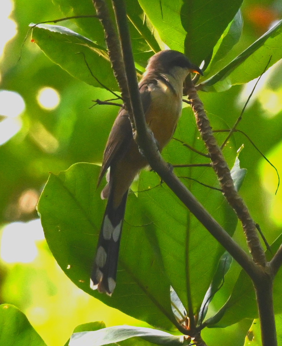 Mangrove Cuckoo - ML637505723