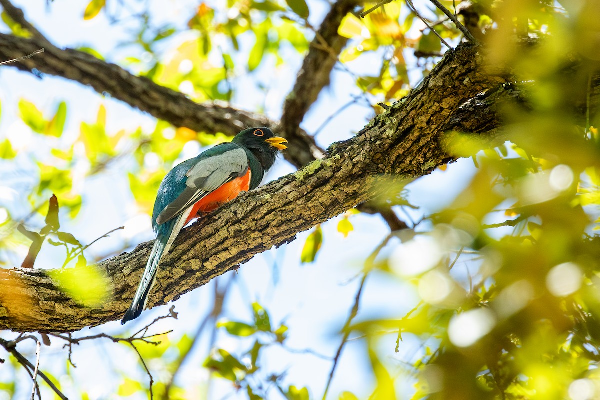 Elegant Trogon - ML637505740