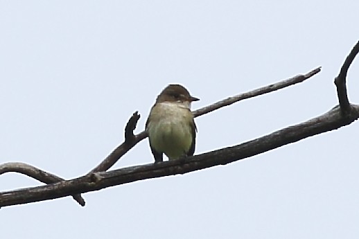 Alder Flycatcher - ML637505741