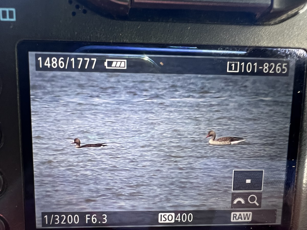 Lesser White-fronted Goose - ML637505750