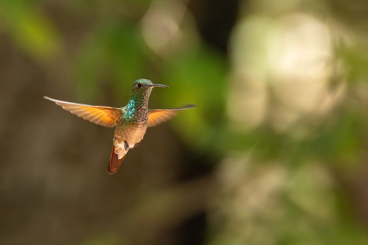 Berylline Hummingbird - ML637505753