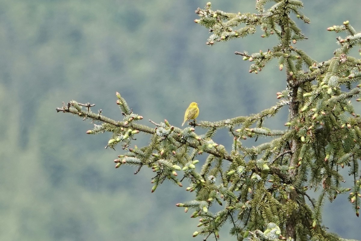 Northern Yellow Warbler - ML637505760