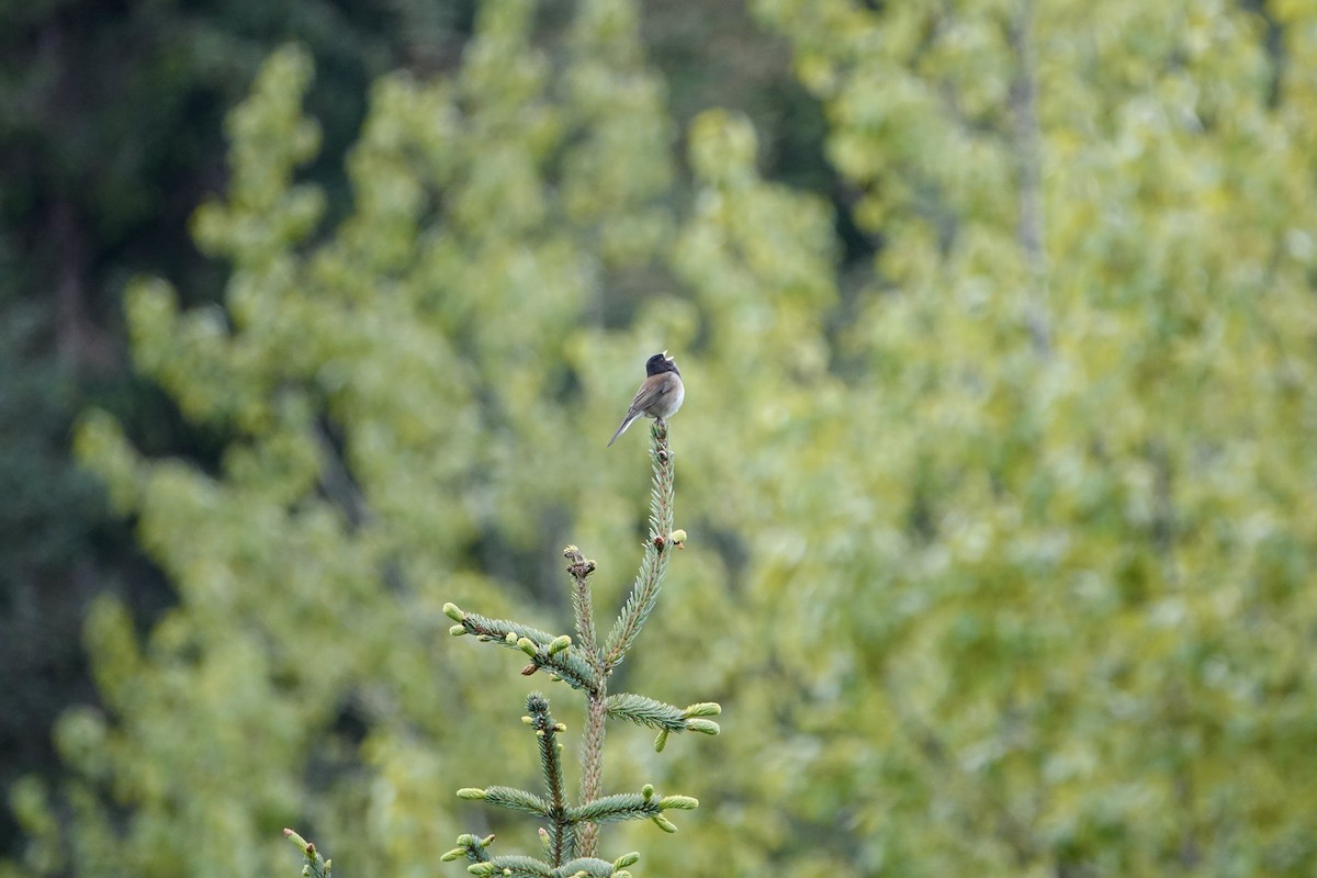 Dark-eyed Junco - ML637505772