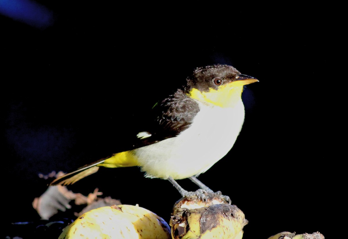 Yellow-backed Tanager - ML637505784