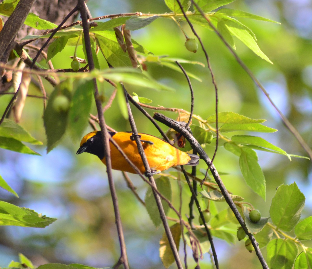Orange-crowned Euphonia - ML637505798