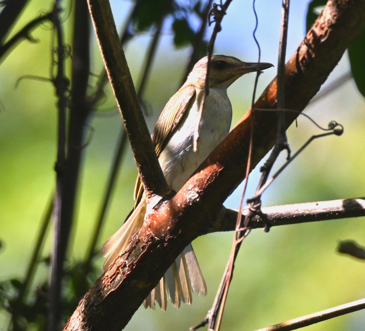 Black-whiskered Vireo - ML637505806
