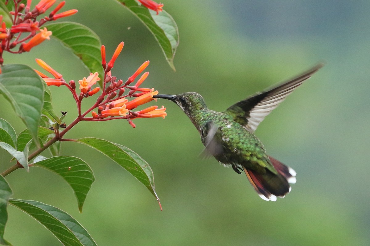 Green-breasted Mango - ML637505818